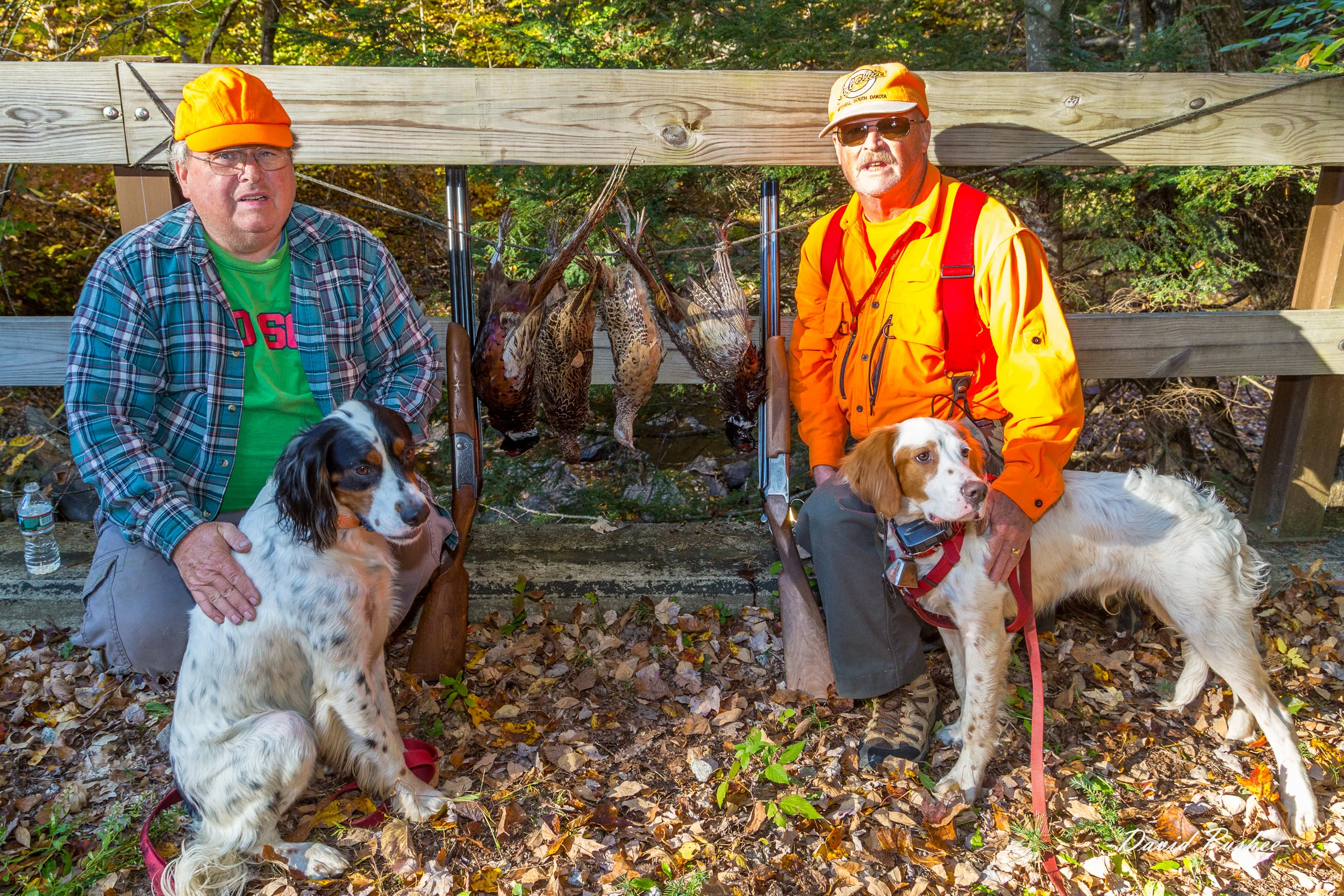 Merlin & Llewie October 2016 George, I was a bit nervous about taking Llewie out for pheasant this year, but he’s been doing a fantastic job. I worked a lot harder on training my previous dogs than I did with Llewie – he just seemed to get it naturally. He has pointed a Grouse that I shot; has pointed several woodcock, a few of which have been collected; and has pointed quite a few pheasant. Friday and yesterday, Dave Suitor and I hunted with Llewie and Merlin in Hill. Both dogs were all business and we limited on pheasant both days. I’m including a few photos from Friday. For a dog just 6 months old, Llewie is doing a fantastic job. He is still learning and has several items that could still use improvement – hunting dead and retrieving are the main ones. Thanks for creating great dogs. - Dave Pushee