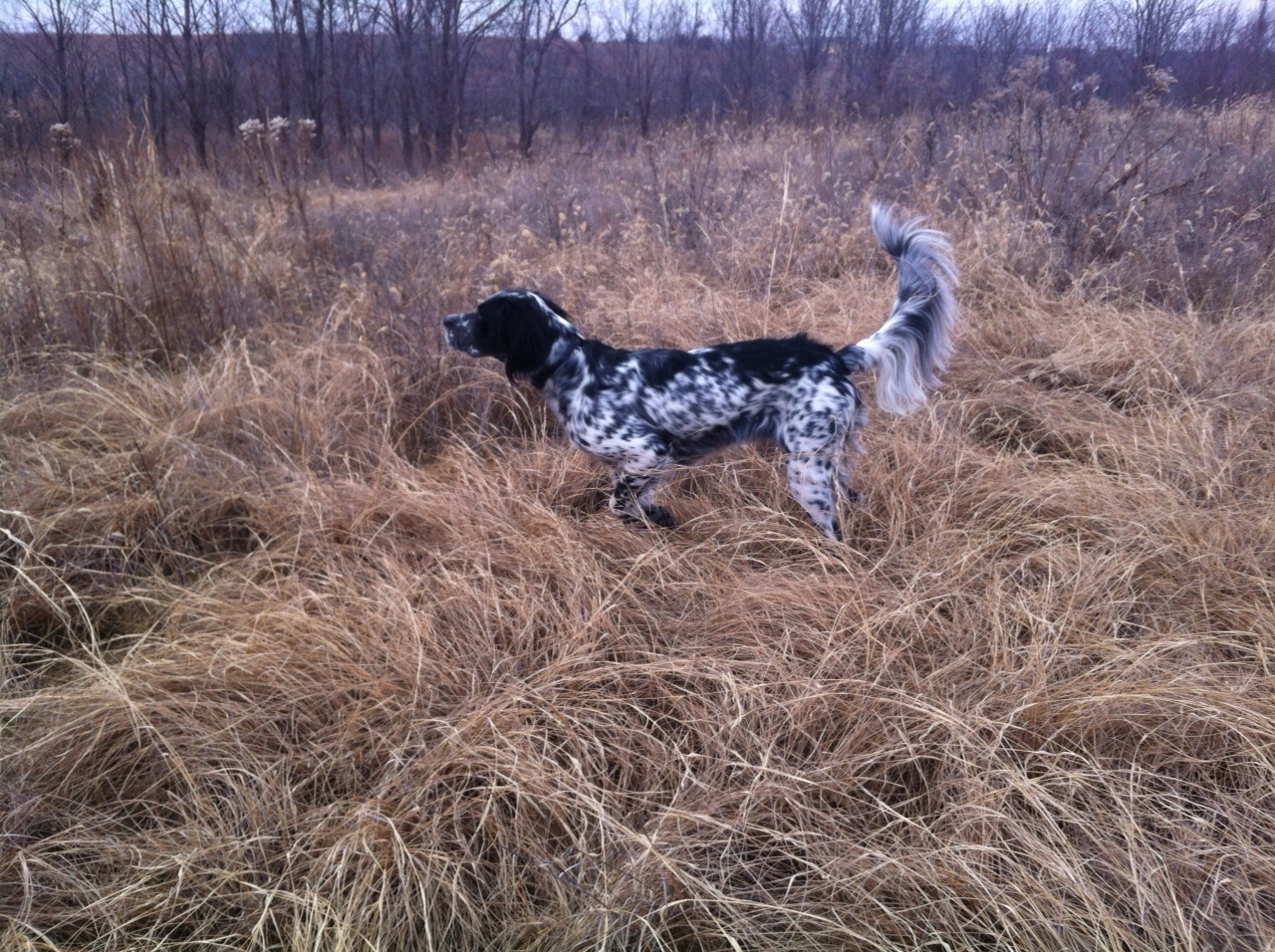 lady January 2015 "We got Lady from George just over a year ago. She is my first bird dog and I trained her myself. She has been so easy to train and has been an amazing hunting partner. George even got her started on retrieving and she delivers birds to hand. My next dog will definitely be from Little River Kennels." Tyler
