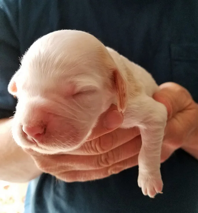 Lucy female 3 40118.jpg
