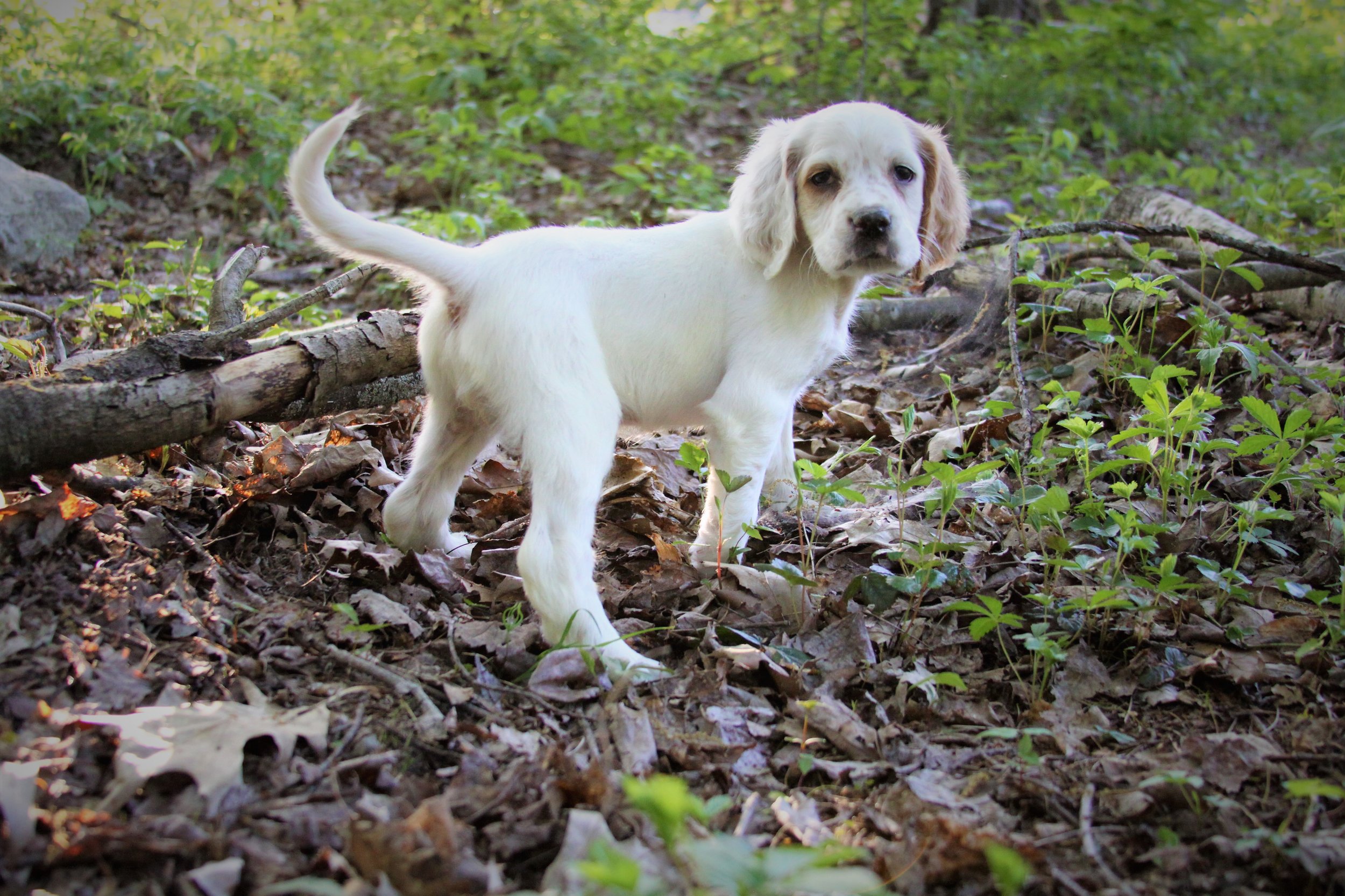 lucy female 521183.jpg