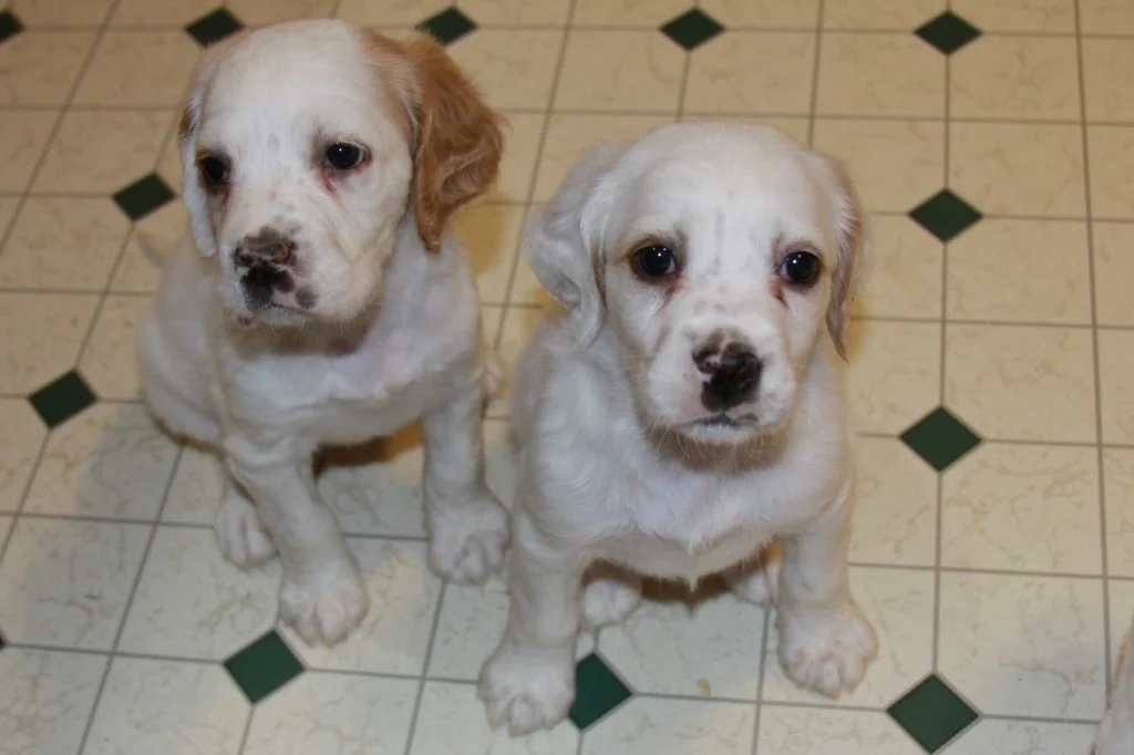 Lucy female pups 56182.jpg