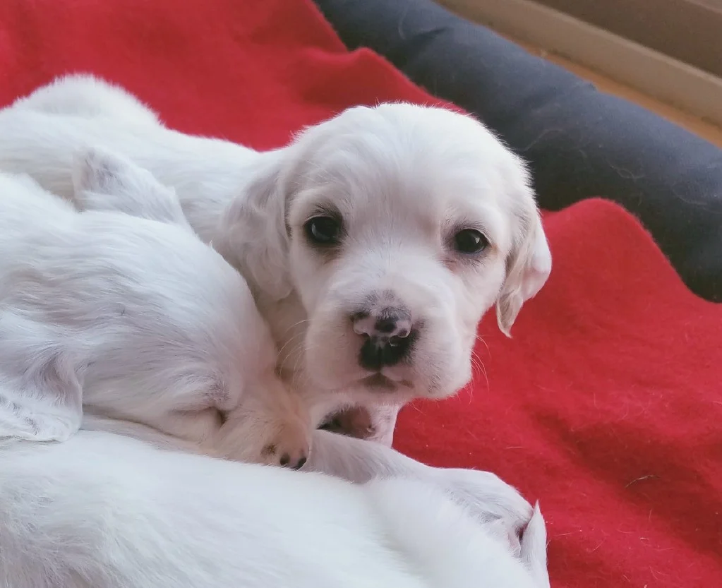 Lucy female pups 422181.jpg