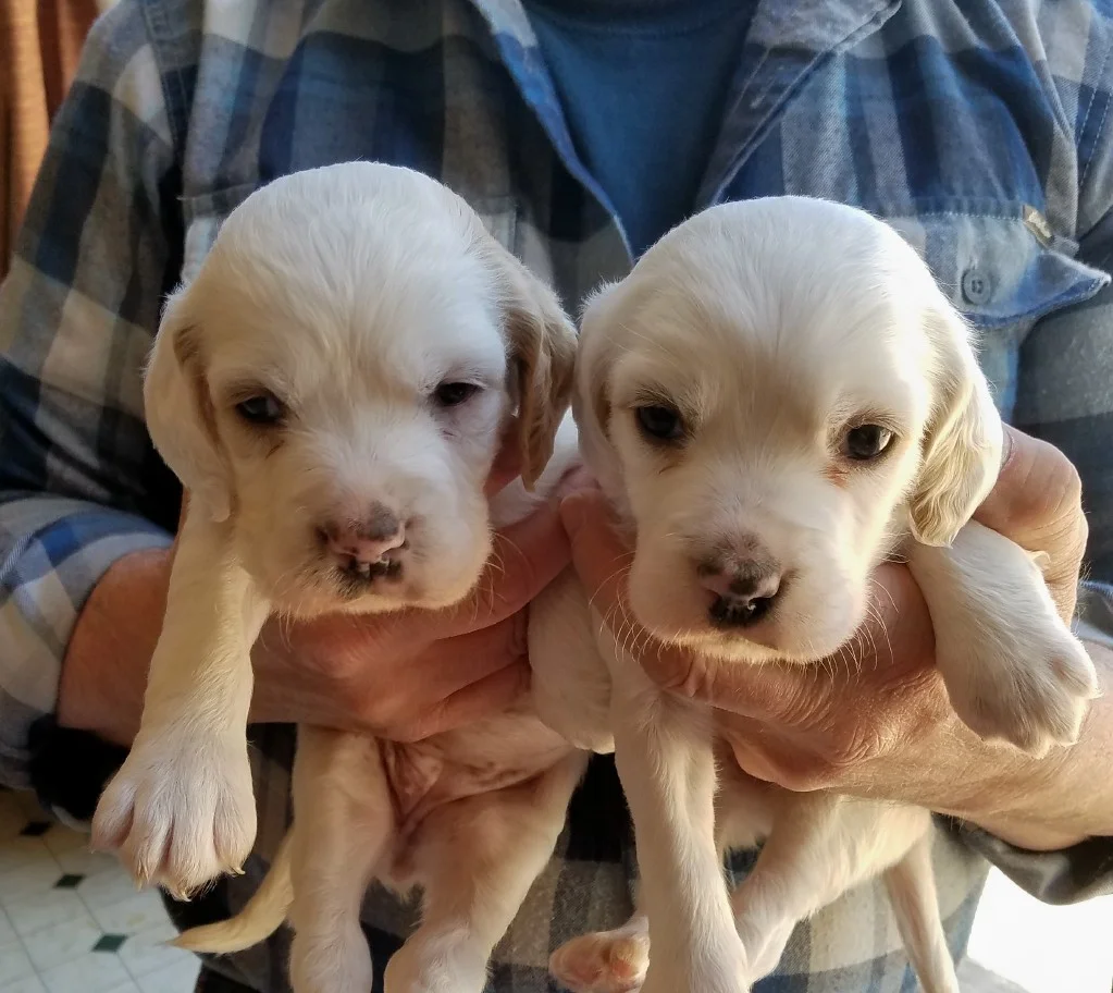 Lucy female pups 422183.jpg