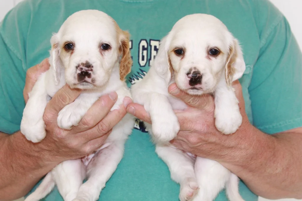Lucy female pups 429181.jpg