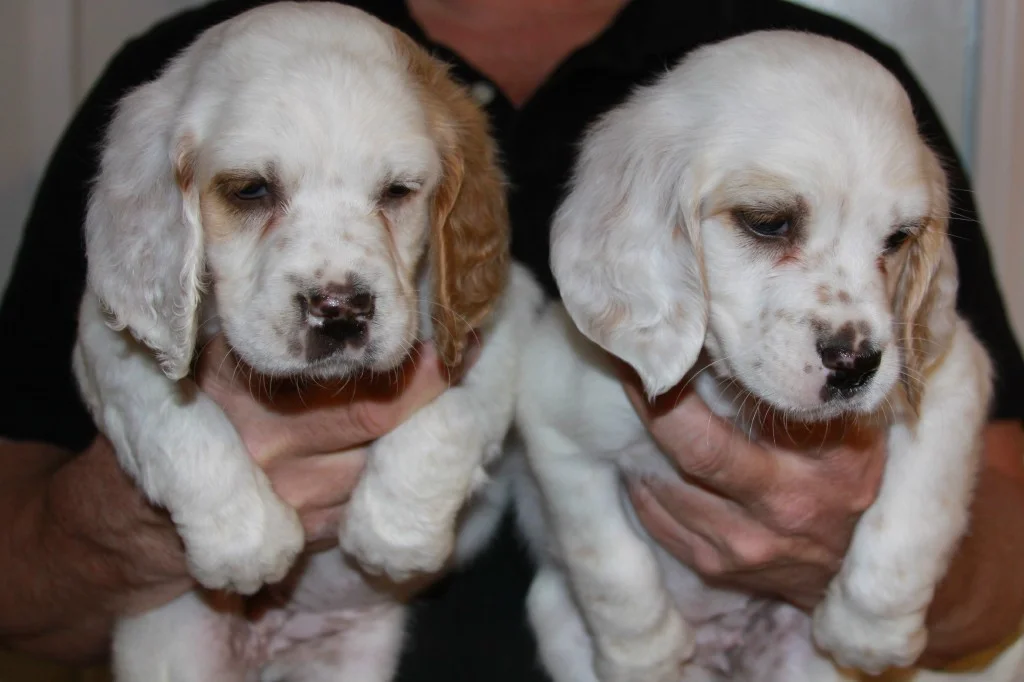 Lucy female pups 511182.jpg