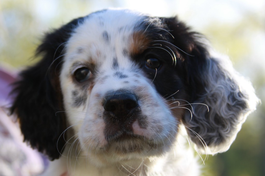 Lucy female pups 513184.jpg