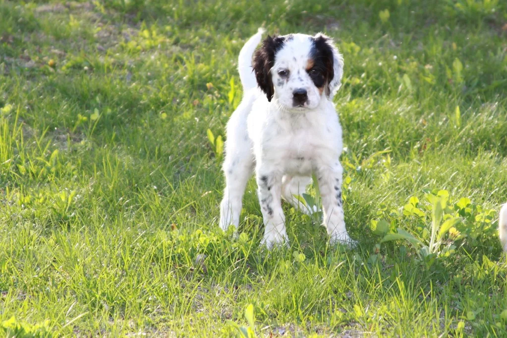 Lucy female pups 513186.jpg