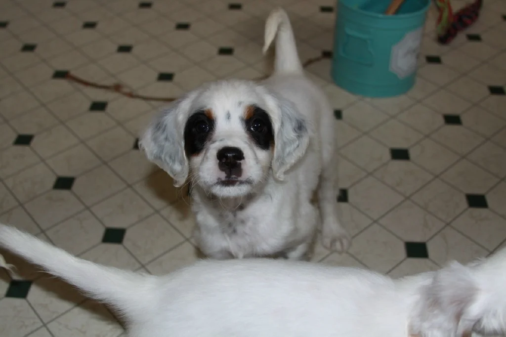 Lucy female pups 519184.jpg