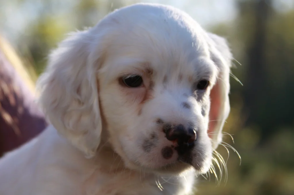Lucy male pup 513181.jpg