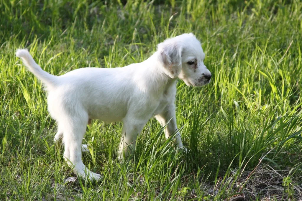 Lucy male pup 520181.jpg