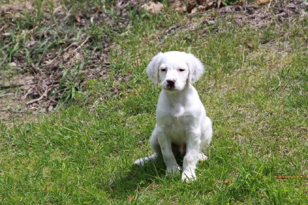 Lucy male pup 525181.jpg