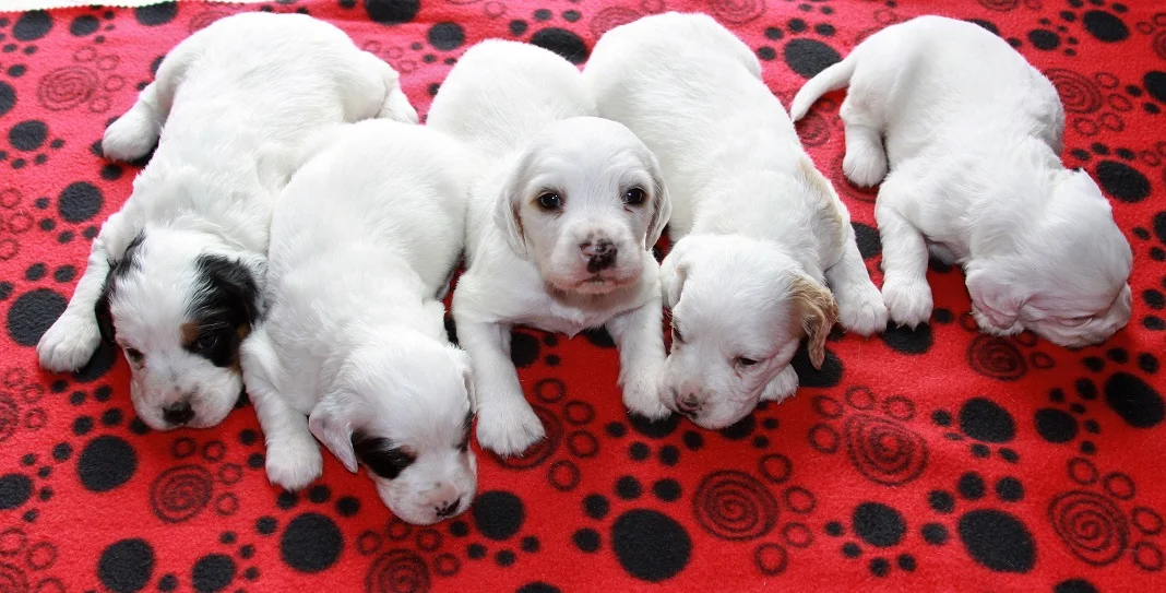 Lucy pups 420181.jpg