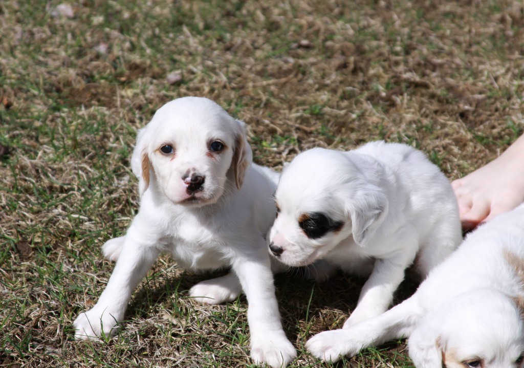 Lucy pups 428181.jpg