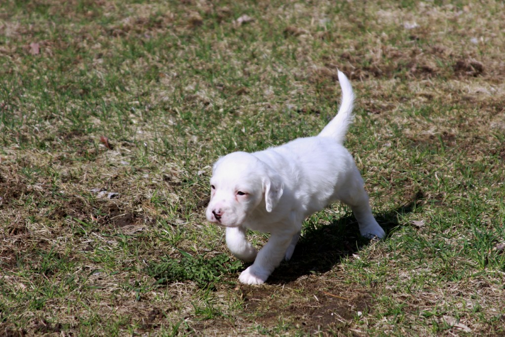 Lucy pups 428183.jpg