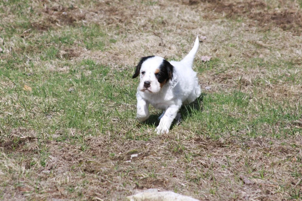 Lucy pups 428185.jpg