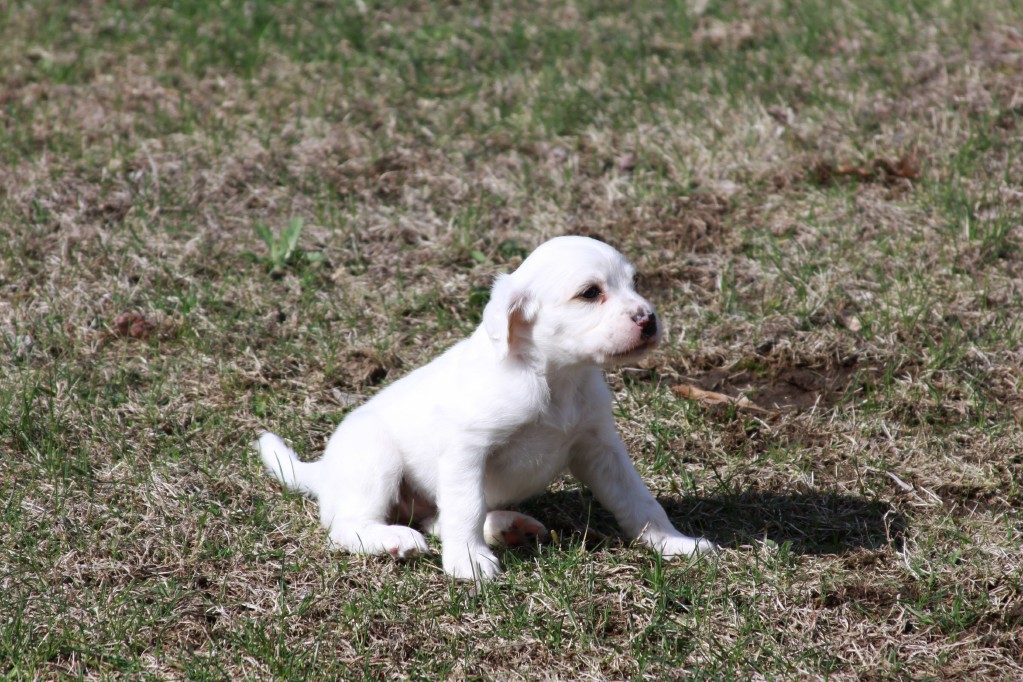 Lucy pups 428186.jpg