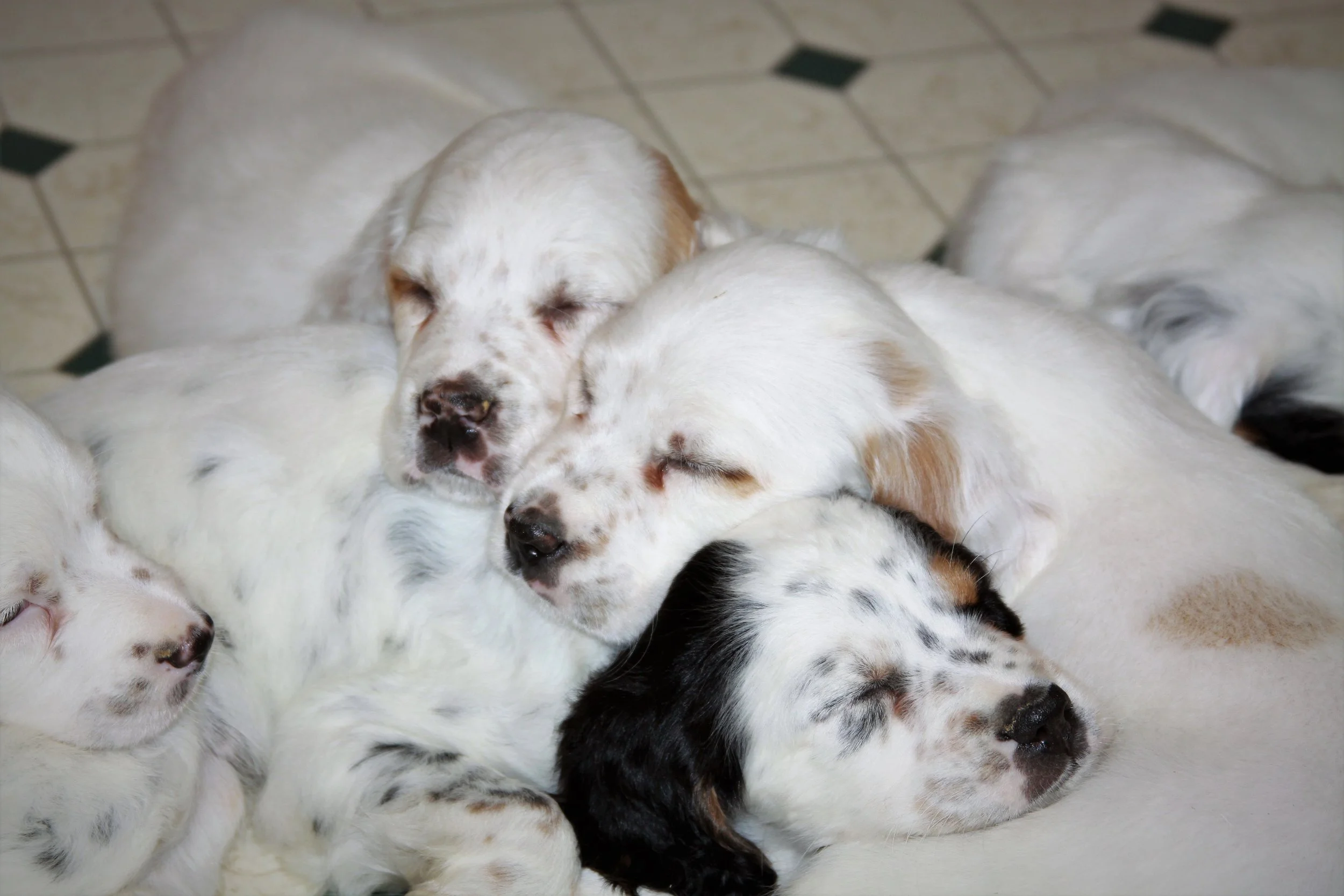lucy pups 513182.jpg