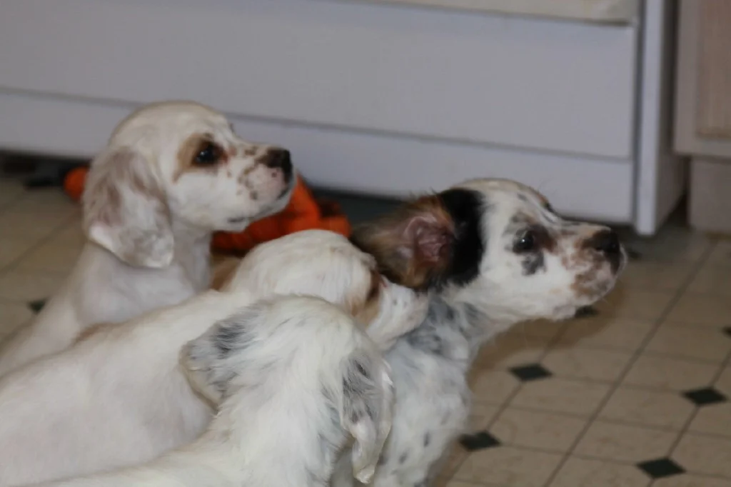 Lucy pups 519181.jpg