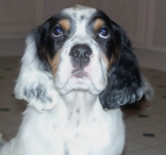 Cassiepup11080801.jpg