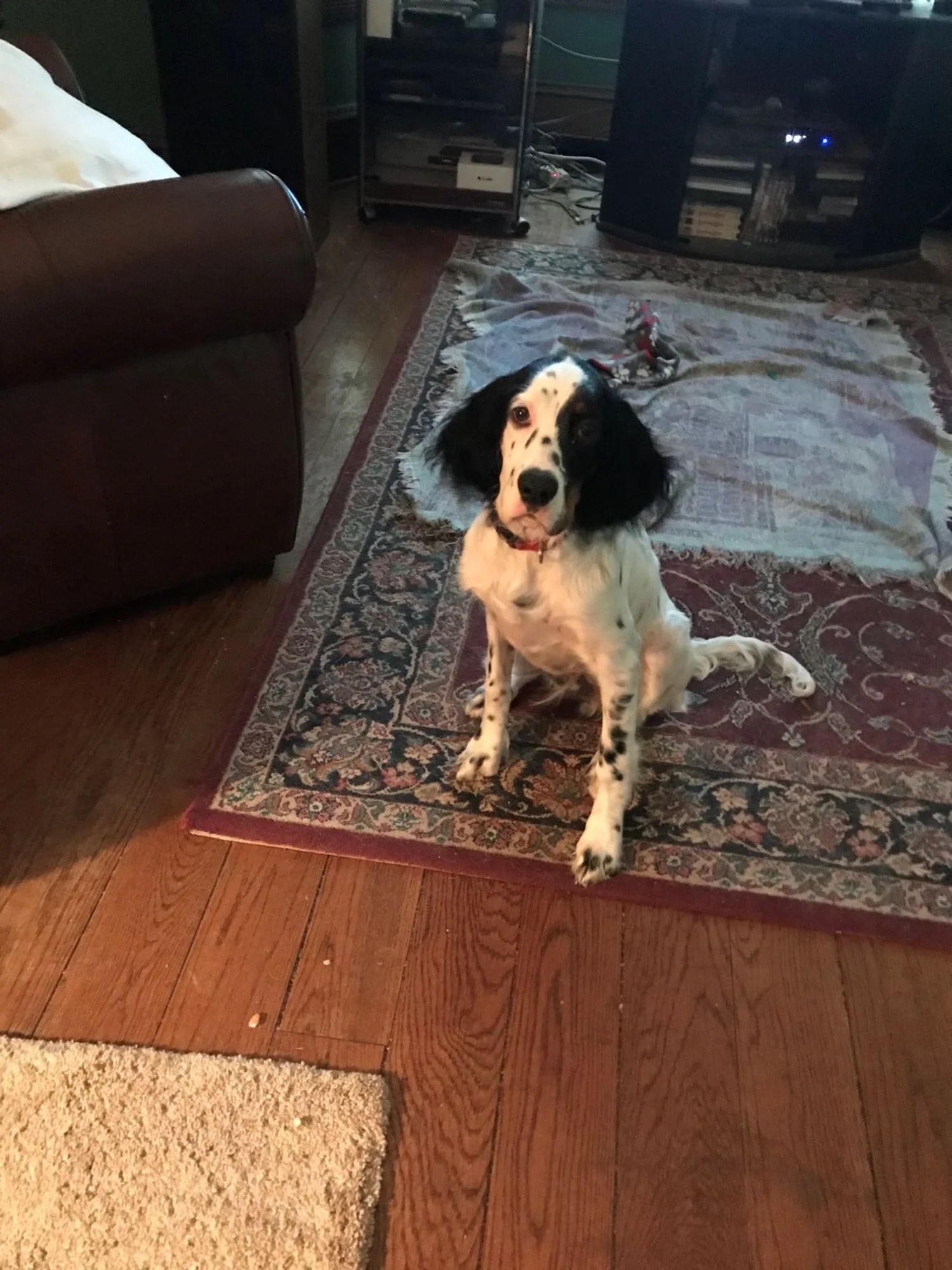 Buddy042520.jpg