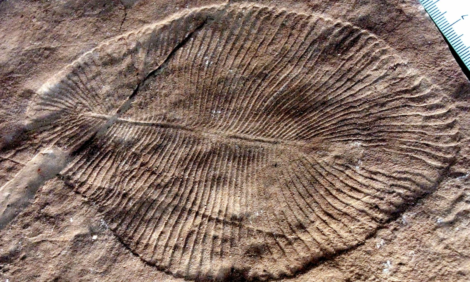 558m-year-old fossils identified as oldest known animal