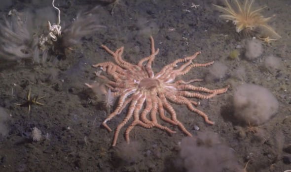 Terrifying' deep dive beneath Antarctica uncovered 'death star' creature  with 50 limbs — The Edge