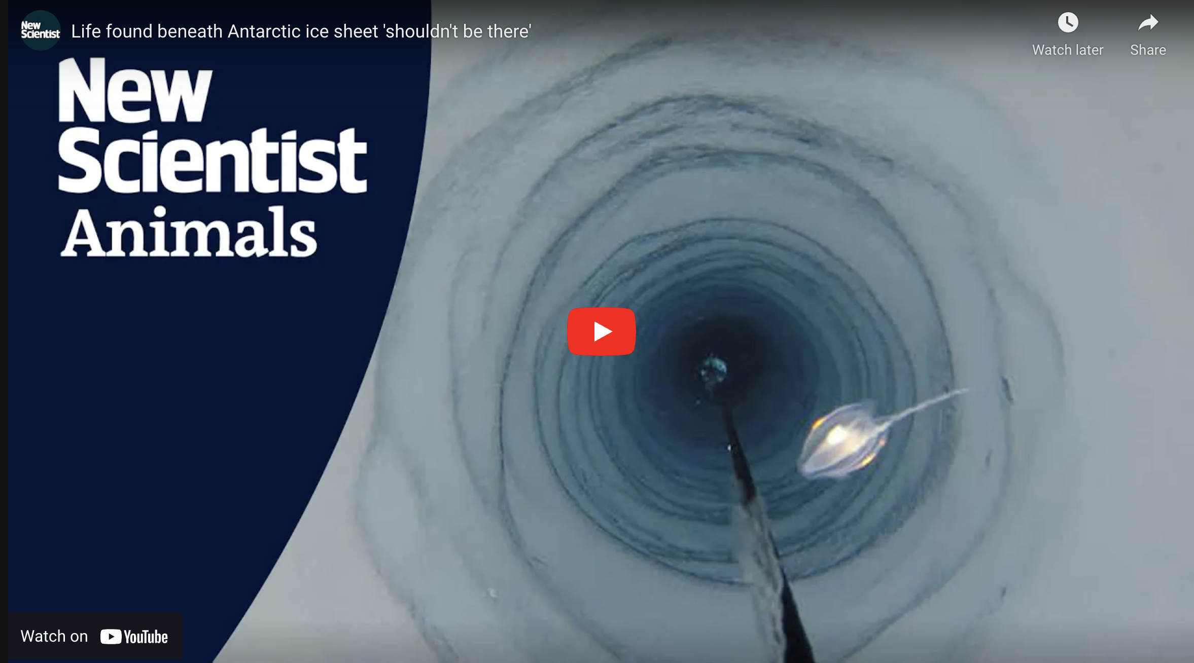 Life found beneath Antarctic ice sheet 'shouldn't be there' 