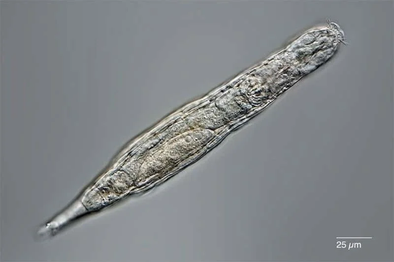 Tiny animal revived after 24,000 years entombed in Siberian permafrost