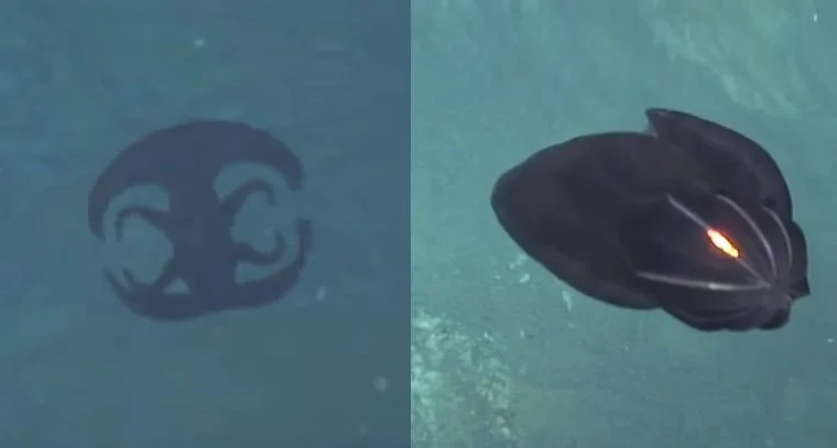Alien looking creature transforming near Ocean floor at over 3700 feet.  Video from ROV
