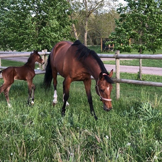 Really nice Colt by Janeiro Platinum and mother Lia Lightfoot. 20 hours old in this video. 🤩 I'm really happy with my investment in the broodmare Lia, that i bought myself last year. Hit me up with name suggestions on J and ending with O 😇🤓
