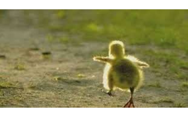 duck_20_2_.png