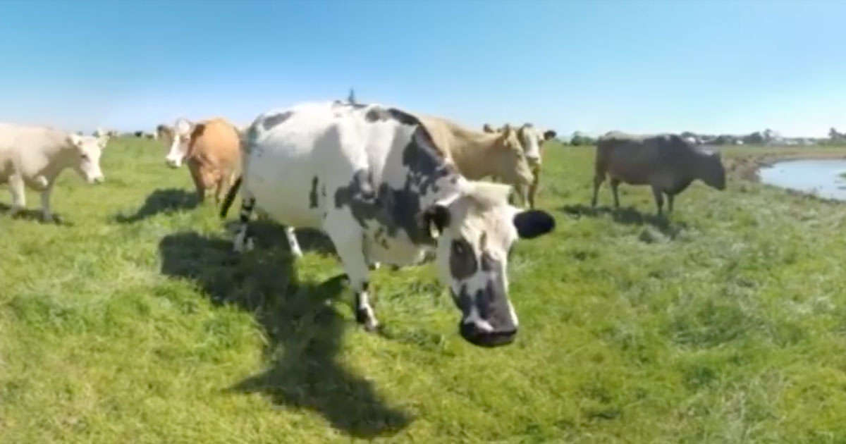 cow-days-opengraph-1200x630.jpg