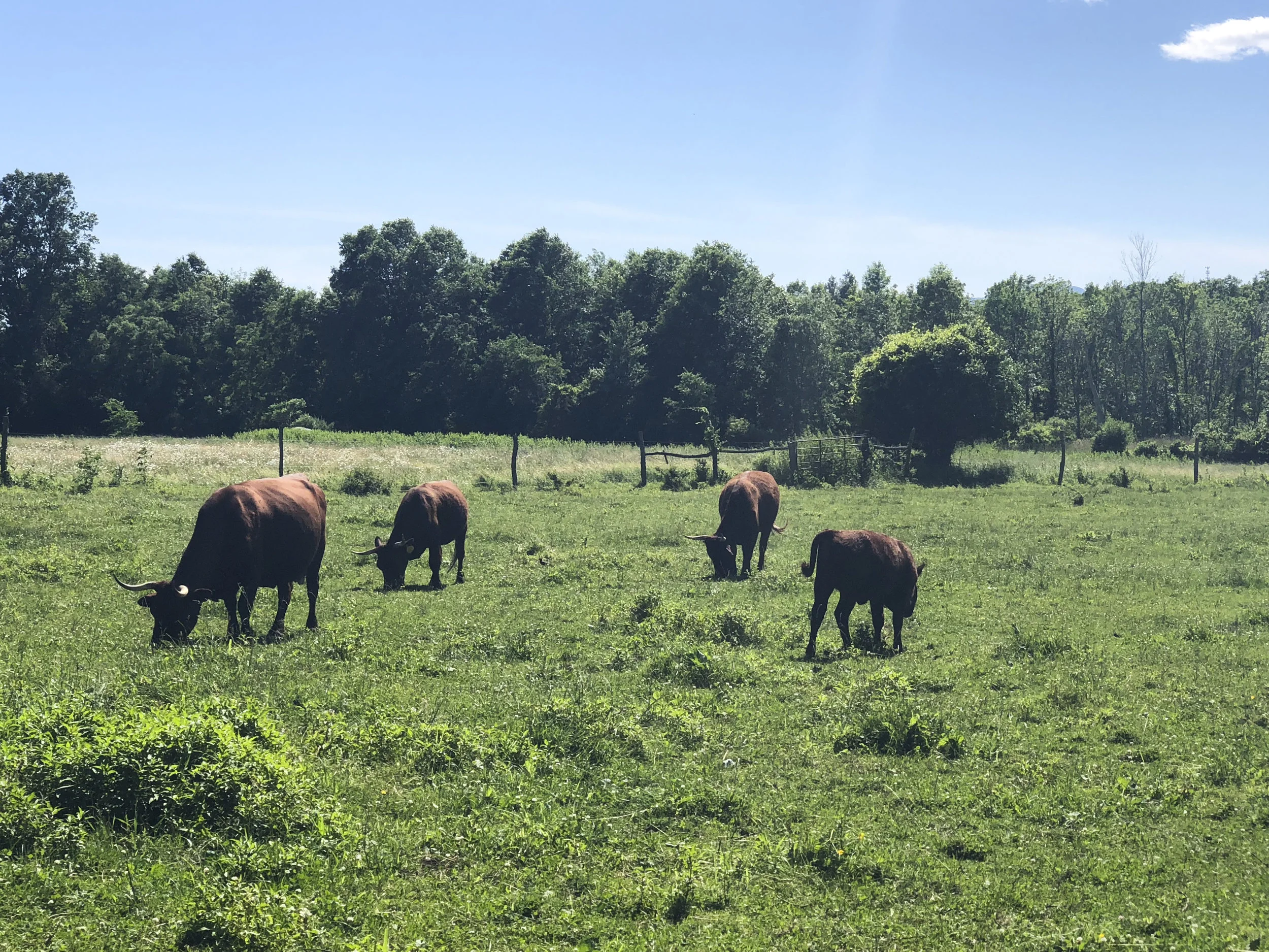 Heneghan’s Family Farm in Coxsackie, New York