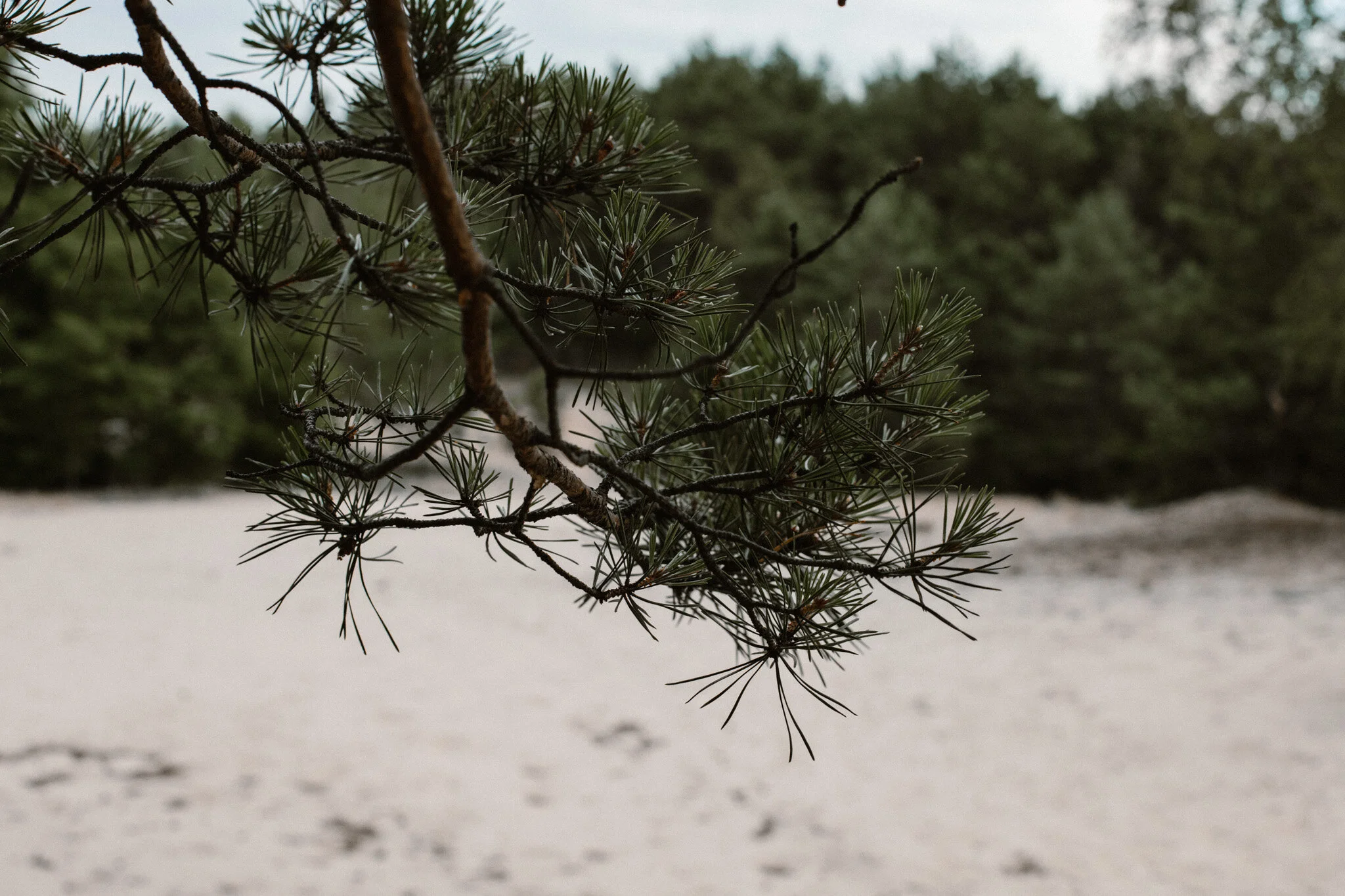 adrianna jozefecka josephine studio