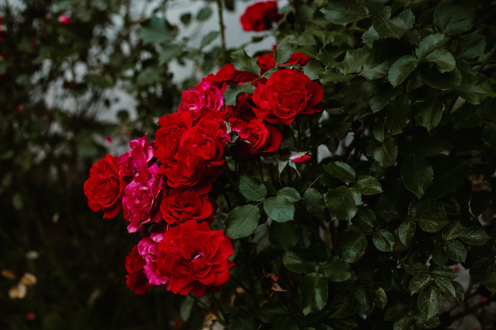 adrianna jozefecka josephine studio