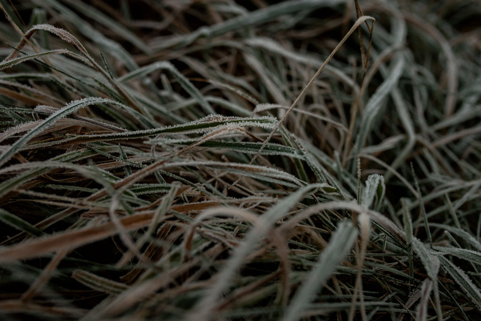 adrianna jozefecka josephine photo studio