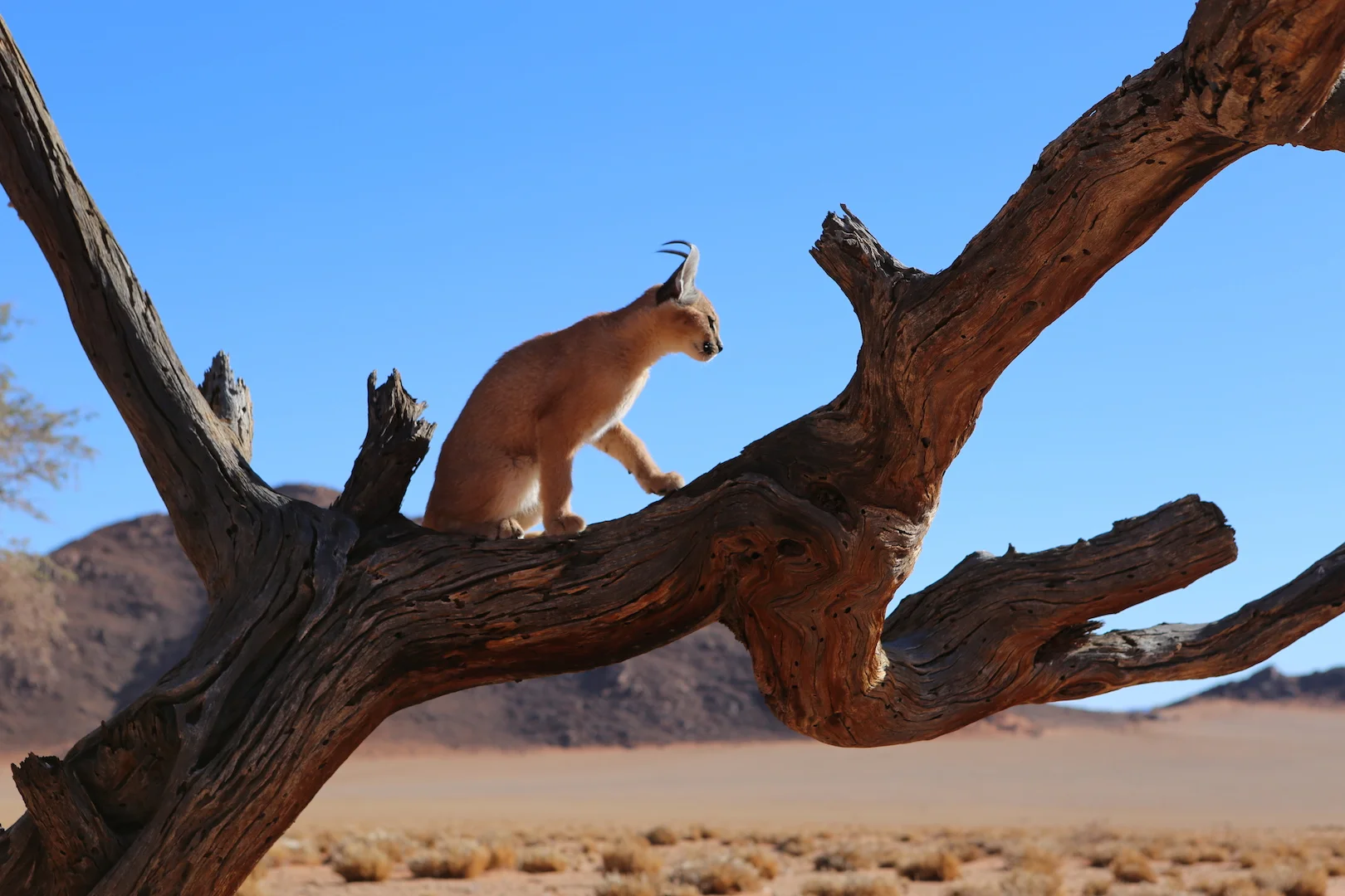 mIsty 6_credit mitch turnbull copy.JPG