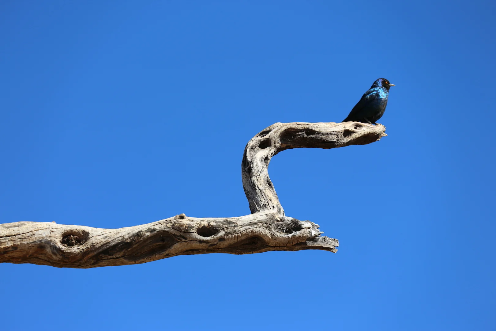 starling_03.JPG