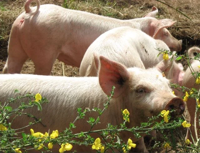 Pigs Sea Breeze Farm.jpg