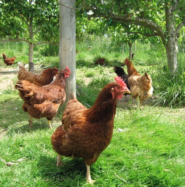 Spring with Sea Breeze Farm
