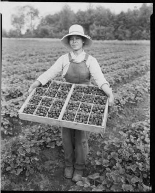 Strawberry Picker.jpg