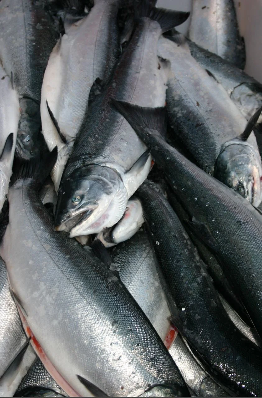chinook-salmon.jpg