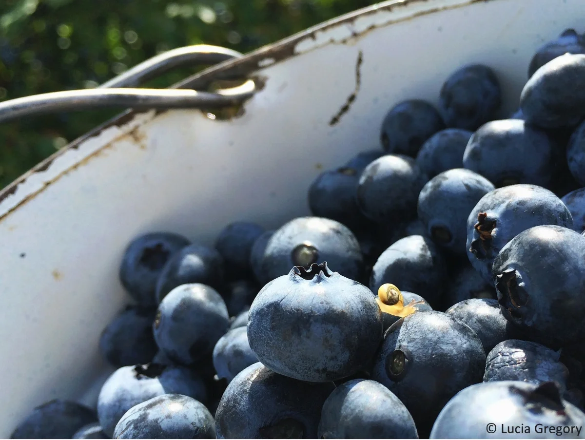Celebrate Food Literacy Month on September 10