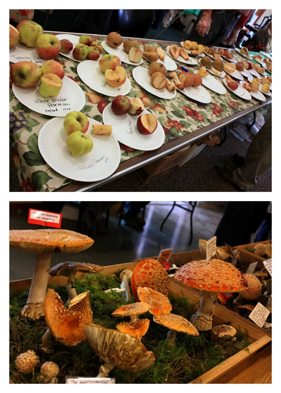 Fall Fruit Bonanza This Weekend