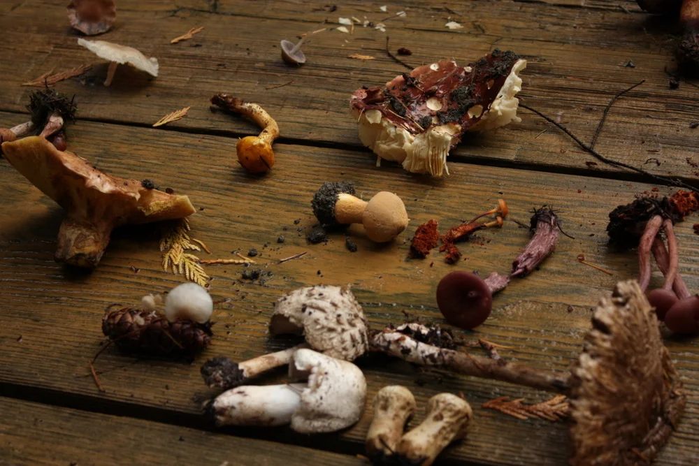 Mushroom Minute: ID Clinics, Cooking Event, Books