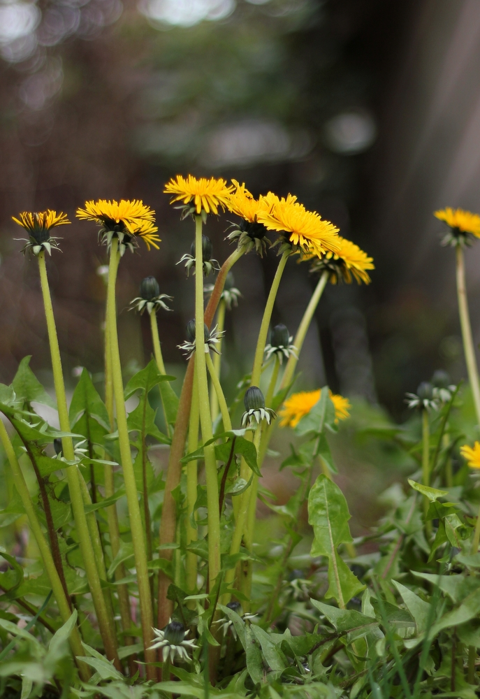 dandelion1.jpeg