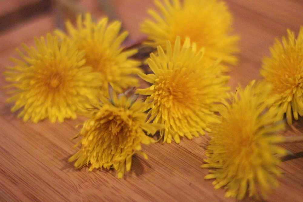 dandelion3.jpeg