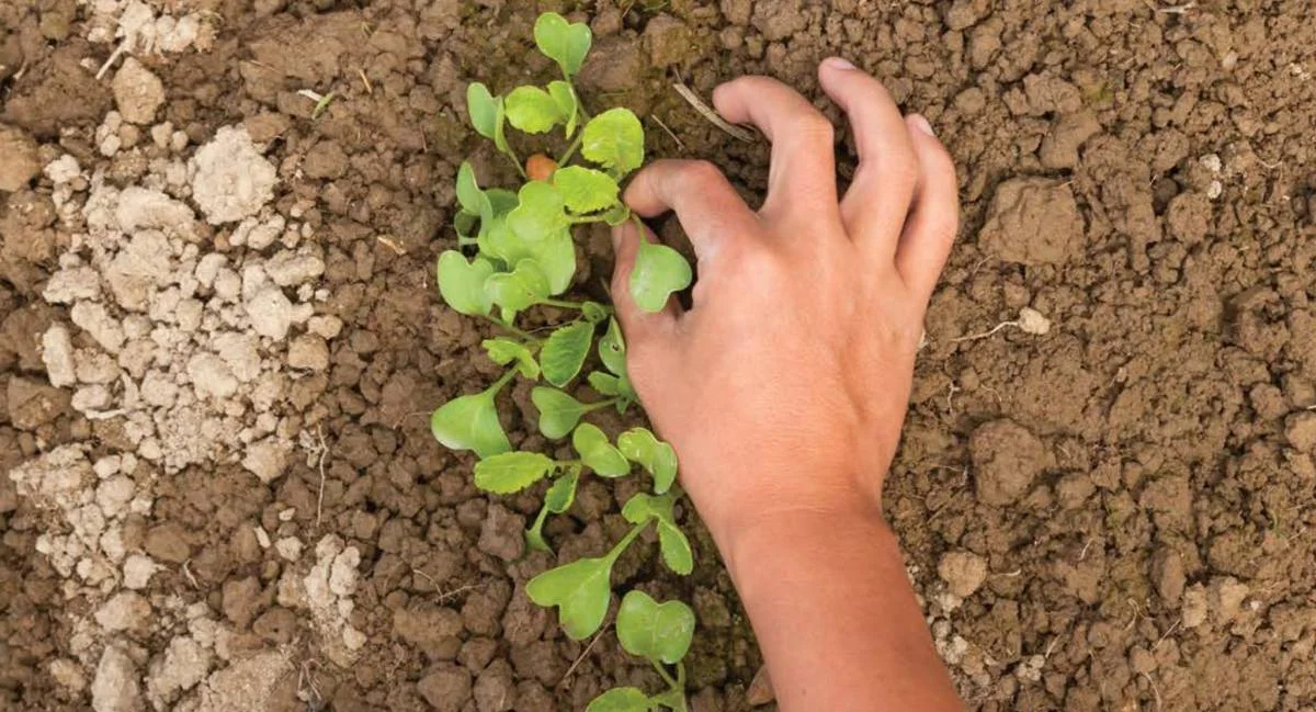 Slow Food Membership Supports: 1000 Gardens in Africa