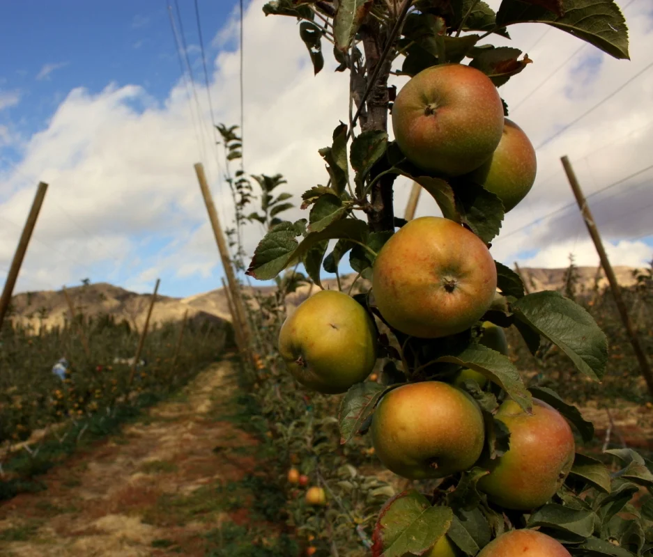 Celebrate Fall with Local Food Events