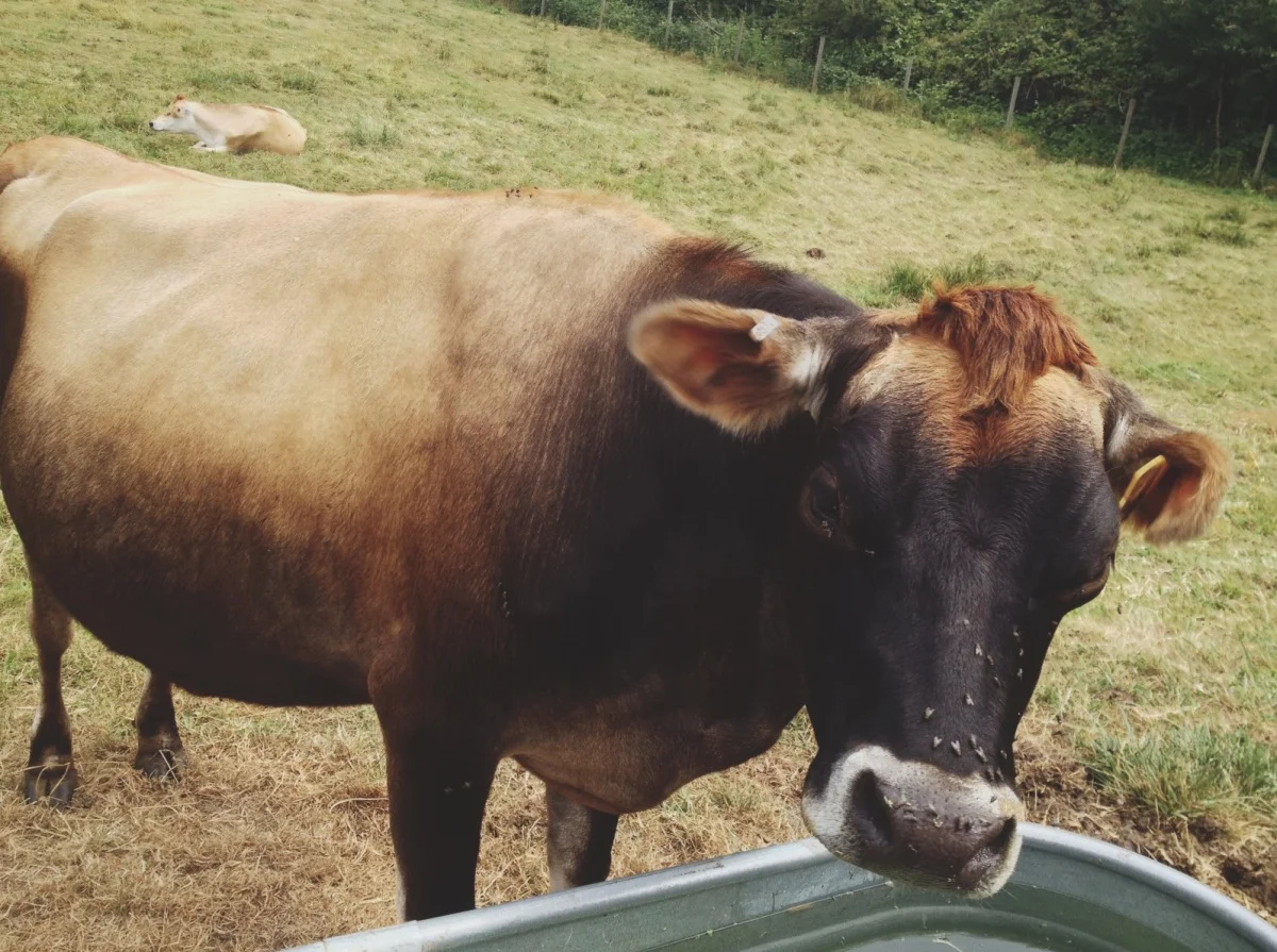 Someone’s in the kitchen with Dinah’s: Slow Food's visit to Kurtwood Farms